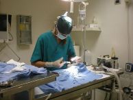 chirurgia veterinaria