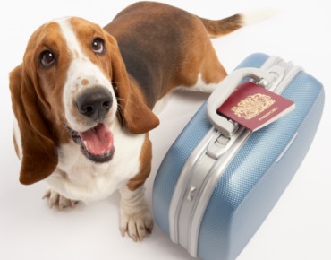 Proud Premonition Charles Keasing Passaporto europeo per animali da compagnia- passaporto cane e gatto -  Regolamento CE n. 998/2003