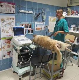 reperibilità veterinaria h24